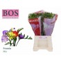 Freesia si mix in bunch