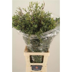 Leaf eucalyptus parvifolia per bunch