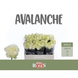 Rosa la avalanche