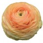 Ranunculus elegance salmon