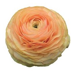 Ranunculus elegance salmon