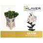 Lilium or white passion