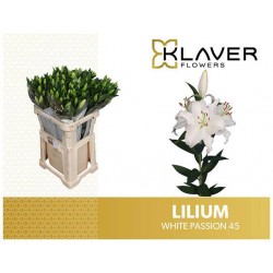 Lilium or white passion
