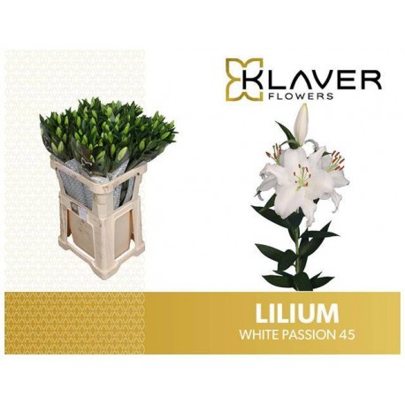 Lilium or white passion