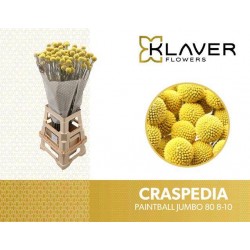 Craspedia paintball jumbo