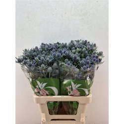Eryngium blue glitter