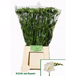 Freesia do belleville