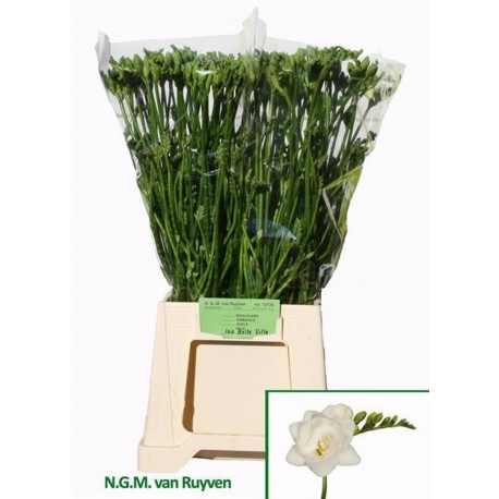 Freesia do belleville