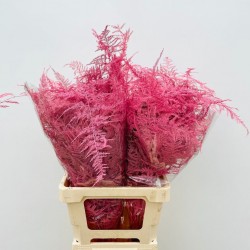 Leaf asparagus paint pink