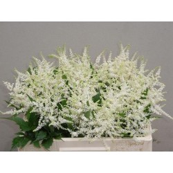 Astilbe washington
