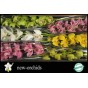Cymbidium mix