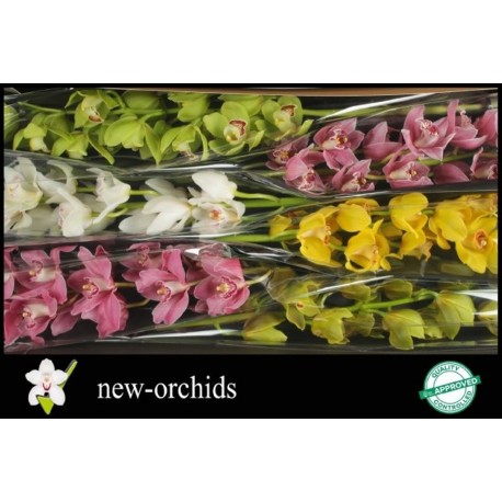 Cymbidium mix