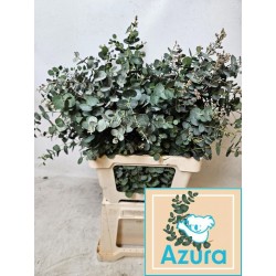 Leaf eucalyptus gunnii azura per stem
