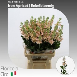 Matthiola iron apricot