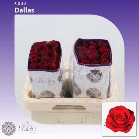 Rosa ec dallas