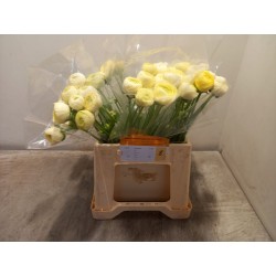 Ranunculus aazur cream