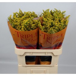 Solidago sunny glory