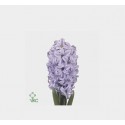 Hyacinthus